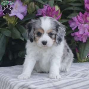Popper, Cavapoo Puppy